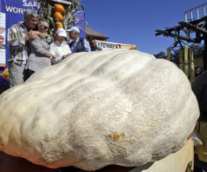 Dynia gigant