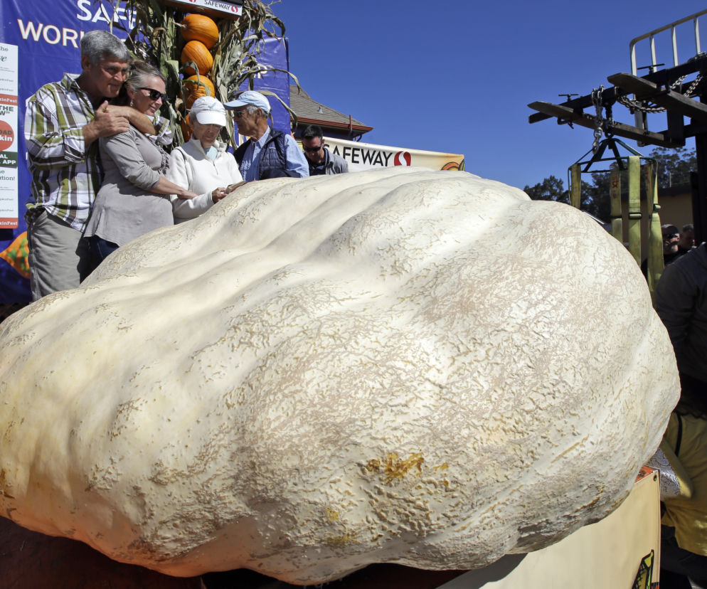 Dynia gigant