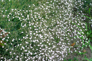 Łyszczec wiechowaty - Gypsophila paniculata