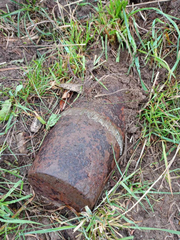 Niemiecka krowa wykopała pocisk na pastwisku