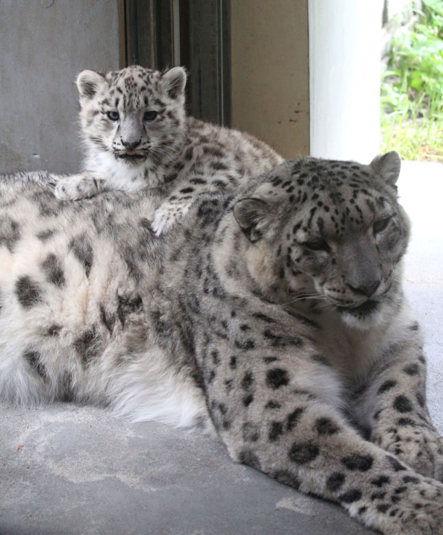 Szok w zoo. Pantera śnieżna padła na COVID. Jak to możliwe?