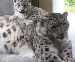 Szok w zoo. Pantera śnieżna padła na COVID. Jak to możliwe?