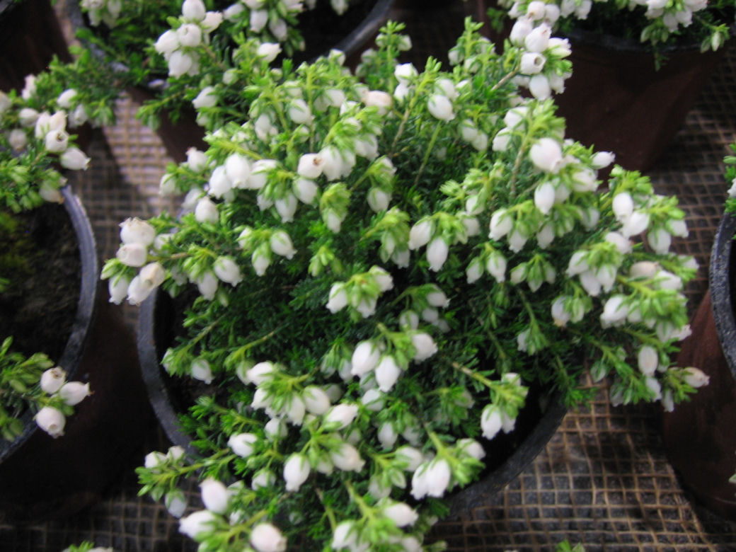 Wrzosiec szary 'Marina'