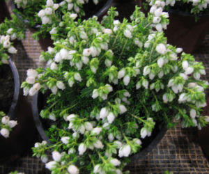 Wrzosiec szary 'Marina'