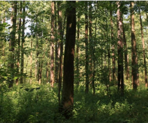 To najmniejszy park krajobrazowy w województwie śląskim. Do niedawna był najmniejszy w Polsce