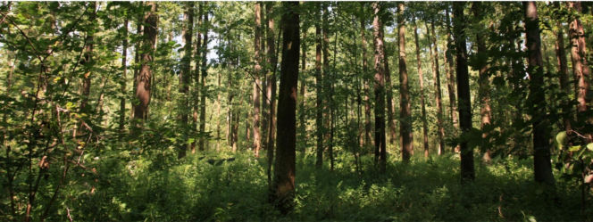 To najmniejszy park krajobrazowy w województwie śląskim. Do niedawna był najmniejszy w Polsce
