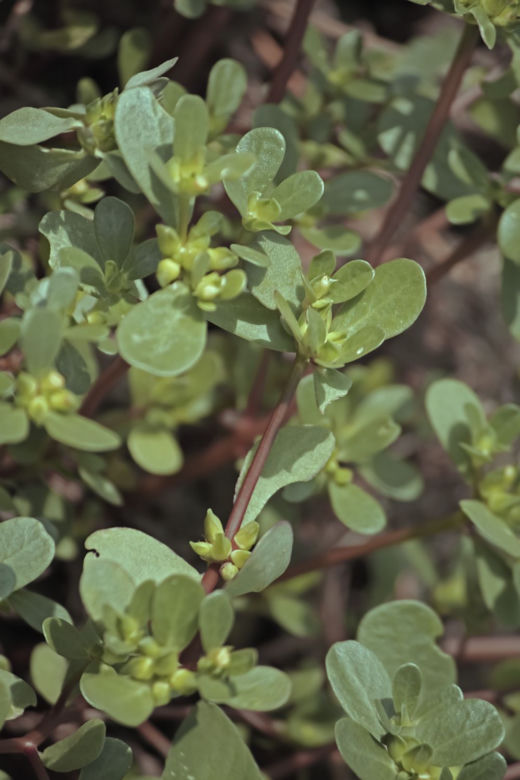 Portulaka pospolita