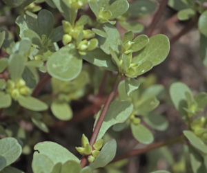 Portulaka pospolita