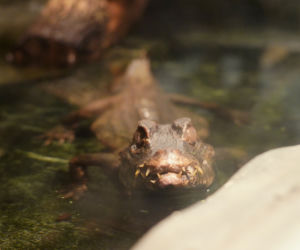 Kajman złapany we Wrocławiu trafił do ogrodu zoologicznego