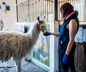 Koronawirus w Trójmieście. Zamieszkali razem ze zwierzętami w schronisku [ZDJĘCIA]