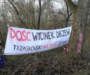 Protest przeciwko wycince drzew