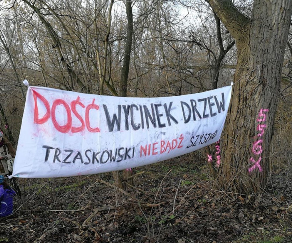 Protest przeciwko wycince drzew