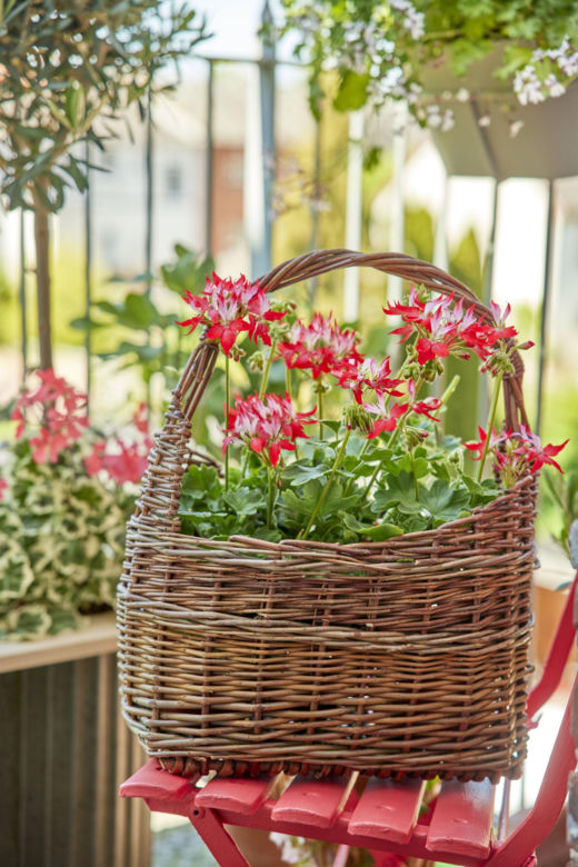 Pelargonie 