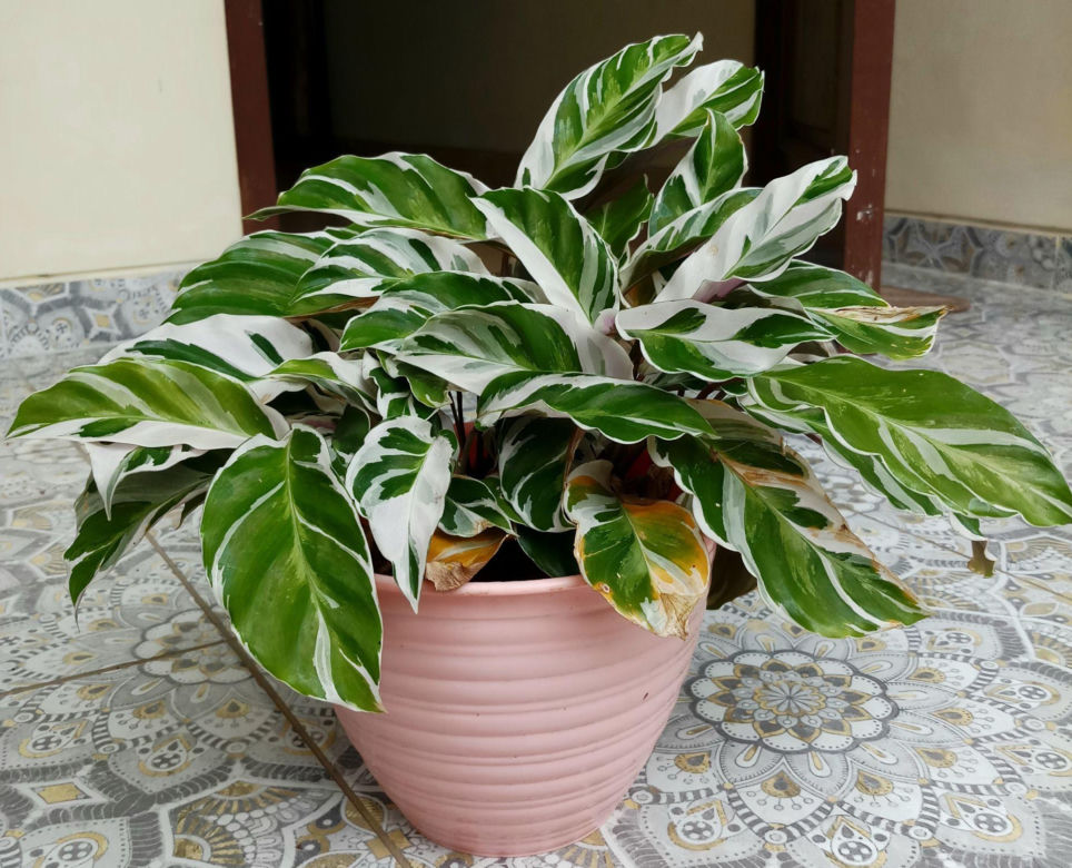 Ctenanthe