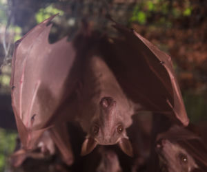 Nowy gatunek nietoperzy we wrocławskim zoo