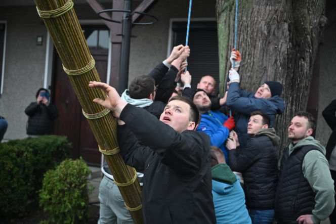 35 metrów i 80 centymetrów liczy palma, która zwyciężyła tegoroczny konkurs palm w Lipnicy Murowanej