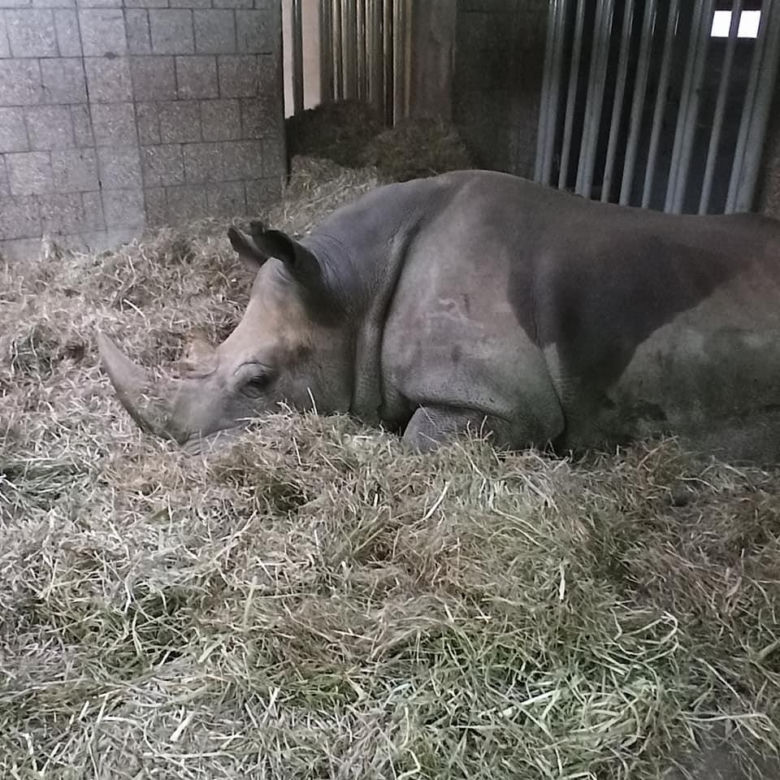 Niepokojące informacje z poznańskiego zoo. "Rokowania są niedobre...". Nosorożec Diuna poważnie chora