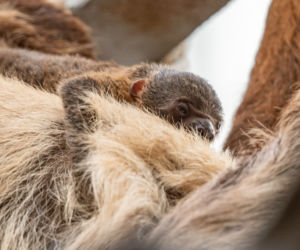 Wrocławskie zoo szuka imienia dla młodego leniwca