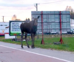 Żelków- Kolonia: Łoś spaceruje po ulicach, gmina apeluje o ostrożność!