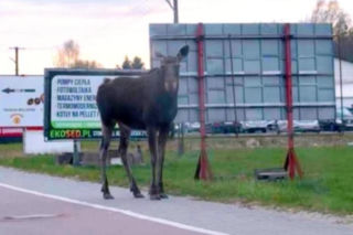 Żelków- Kolonia: Łoś spaceruje po ulicach, gmina apeluje o ostrożność!