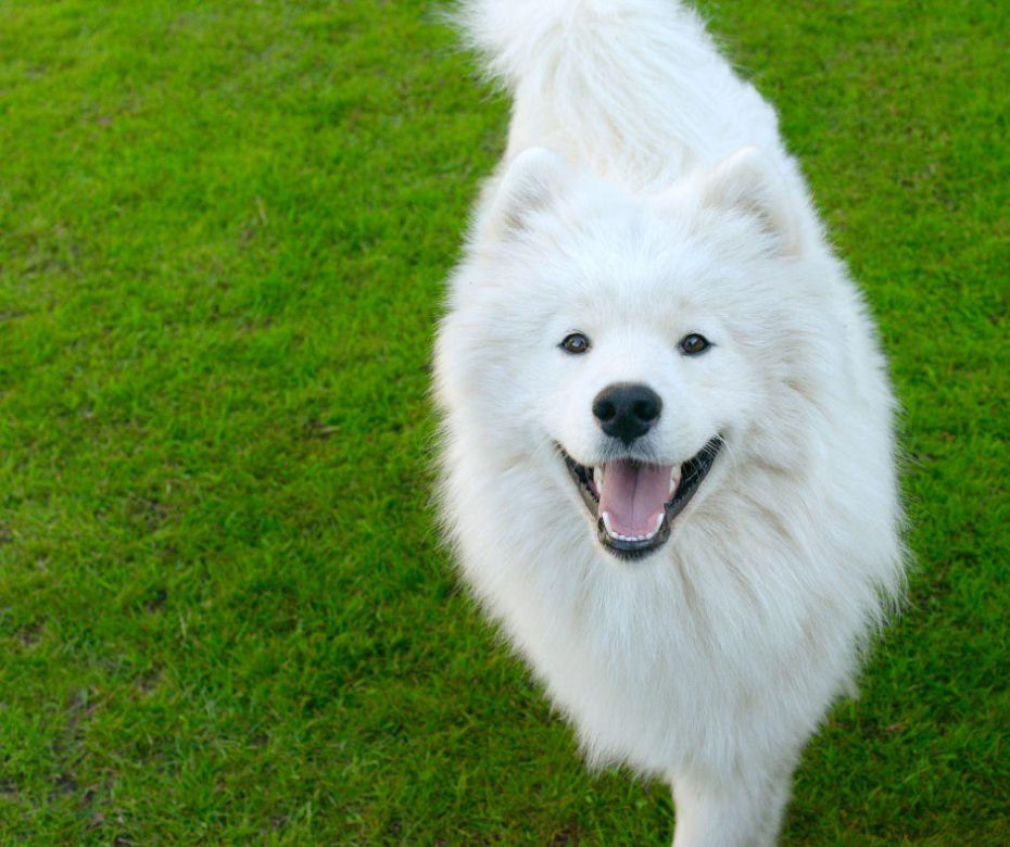 Samoyed