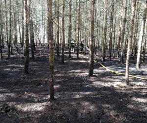 Seria pożarów w lasach pod Płońskiem! Straż pożarna: To były podpalenia! [ZDJĘCIA]