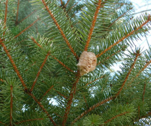 Widzisz na choince taki kokon? Natychmiast zerwij go i wyrzuć. Na pewno nie chcesz mieć tego w domu