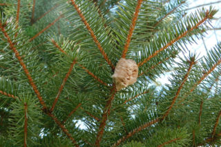 Widzisz na choince taki kokon? Natychmiast zerwij go i wyrzuć. Na pewno nie chcesz mieć tego w domu