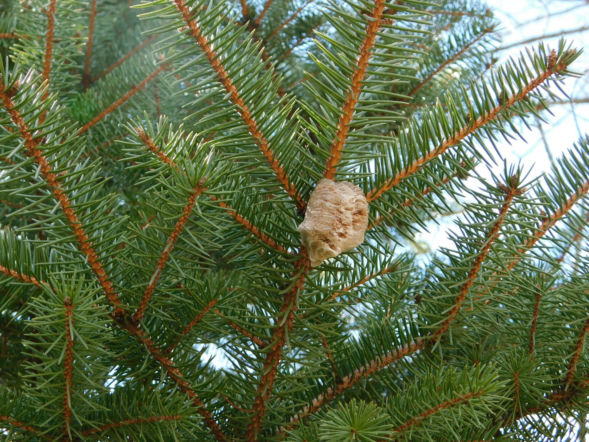 Widzisz na choince taki kokon? Natychmiast zerwij go i wyrzuć. Na pewno nie chcesz mieć tego w domu
