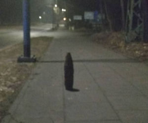 Gdańsk: Pocisk artyleryjski na chodniku! Saperzy w akcji [ZDJĘCIA]