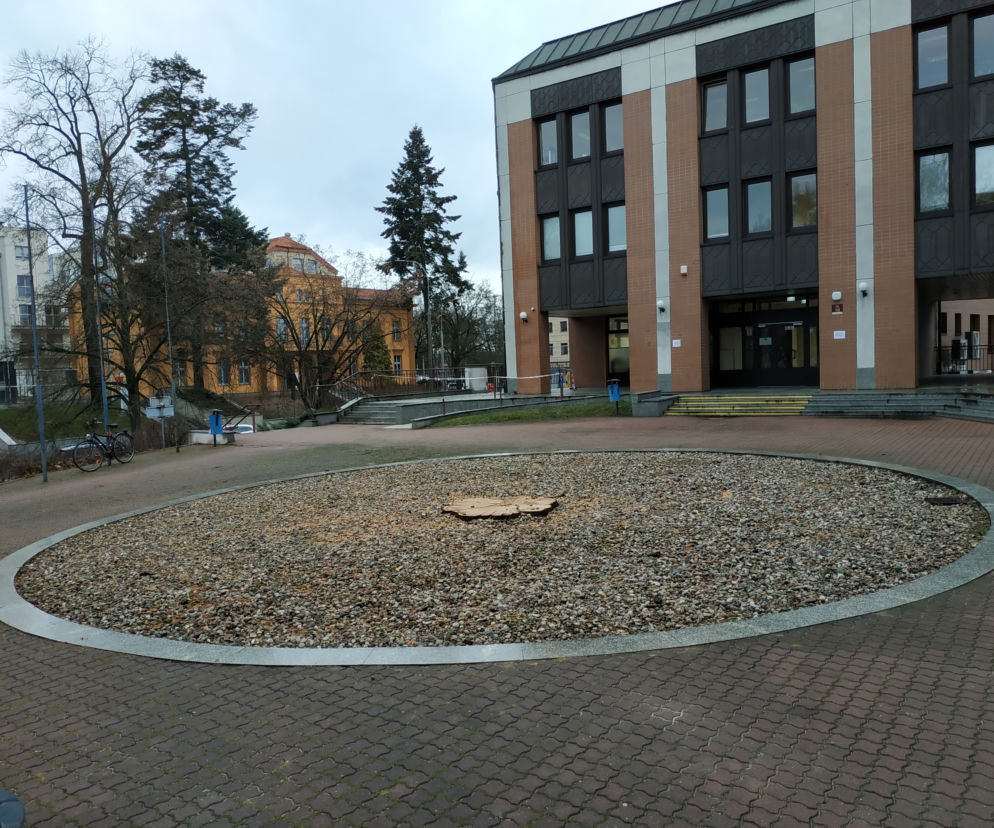 Wieloletni klon w Centrum Olsztyna wycięty.