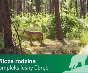 Wilki pod Górą Kalwarią
