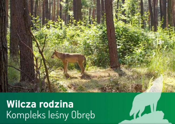 Wilki pod Górą Kalwarią