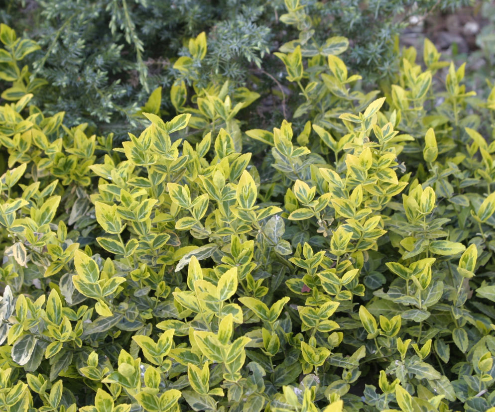 Trzmielina Fortune'a 'Canadale Gold' 