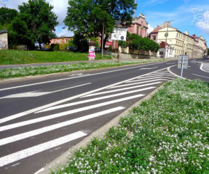 Kwietna łąka w centrum Lublina