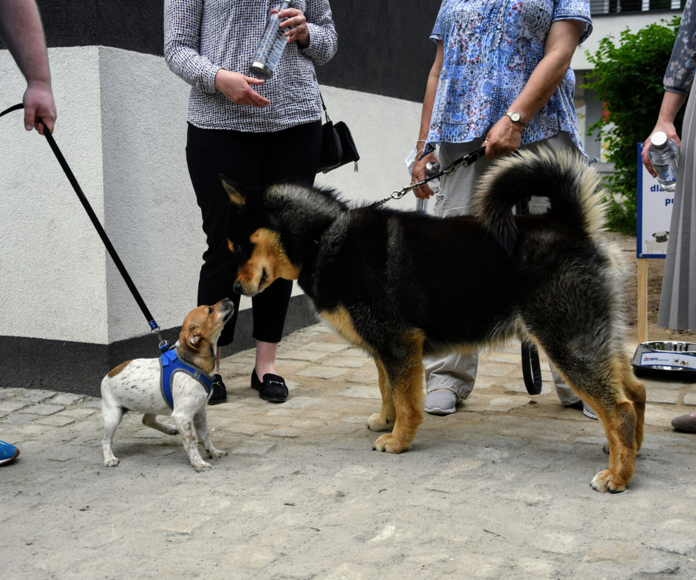 Wodopoje dla psów na pętlach MPK Wrocław