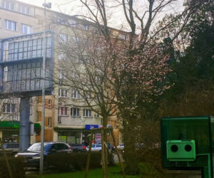 Uderzenie wiosny w Szczecinie. Nie tylko krokusy budzą się do zycia