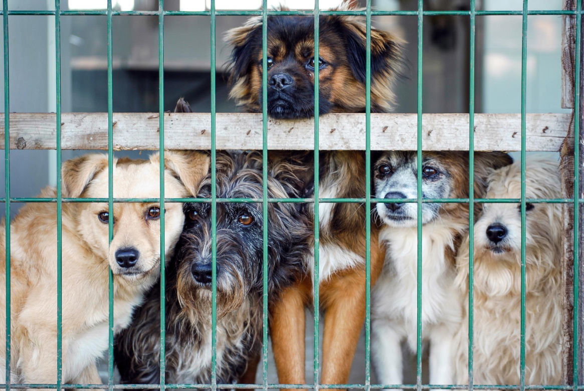 „Maszynka do mielenia mięsa i pałki z krwią”. Kulisy zamknięcia schroniska „Happy Dog”. Co dalej?