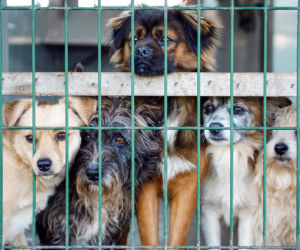 „Maszynka do mielenia mięsa i pałki z krwią”. Kulisy zamknięcia schroniska „Happy Dog”. Co dalej?