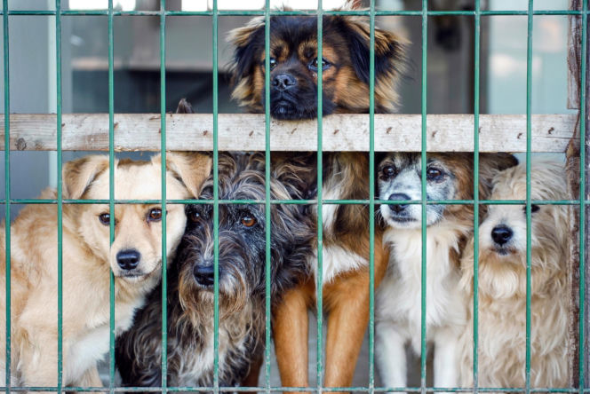 „Maszynka do mielenia mięsa i pałki z krwią”. Kulisy zamknięcia schroniska „Happy Dog”. Co dalej?