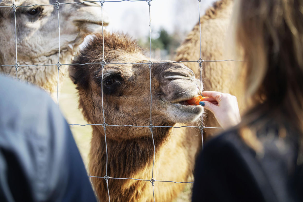 W Zoo Borysew urodziła się mała wielbłądzica