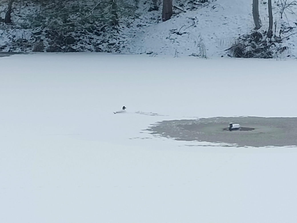 Przymarznięte łabędzie i kaczki w stawie. Strażacy ruszyli na pomoc. Zwierzęta były... sztuczne