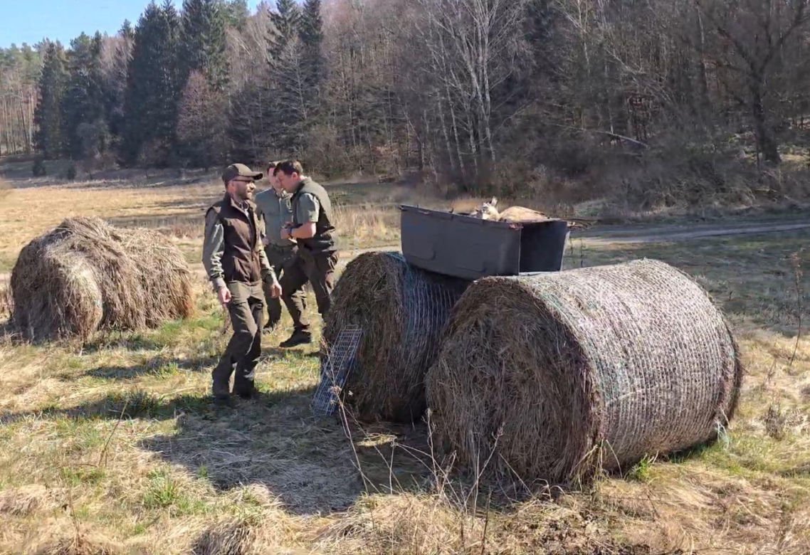  Ptak miał uszkodzony mięsień udowy. Dziś cieszy się wolnością