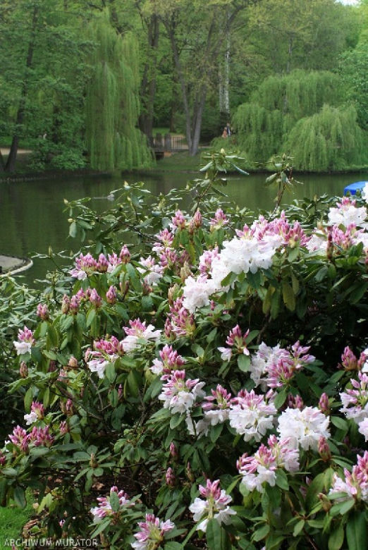 Nawozy do rododendronów