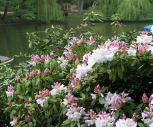 Rododendron