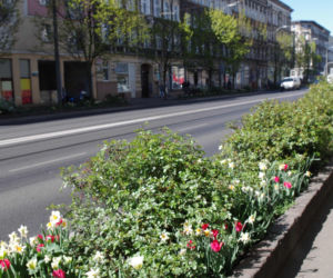 Kwiaty w centrum Szczecina