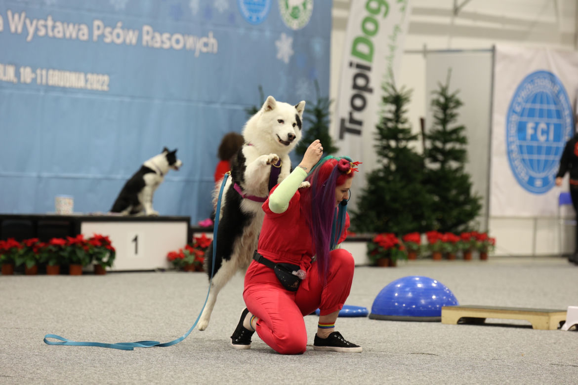 Międzynarodowa Wystawa Psów Rasowych w halach Targów Lublin