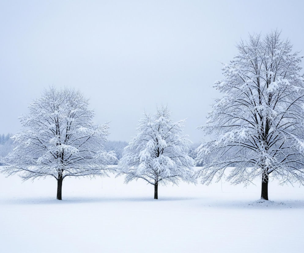 Trzy drzewa pokryte śniegiem stoją na równo zaśnieżonym, płaskim terenie. Największe drzewo znajduje się po prawej stronie, średnie w centrum, a najmniejsze po lewej, tworząc harmonijny układ. Horyzont wyznacza linia lasu, również gęsto pokrytego białym puchem, oddzielająca białe podłoże od jasnobłękitnego nieba. Cały obraz utrzymany jest w zimnych, monochromatycznych odcieniach bieli i błękitu.