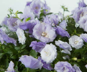 Dzwonek ‘Blue Wonder’
