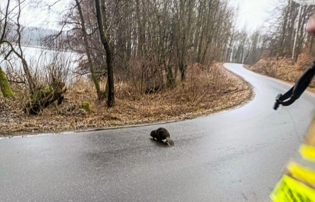 Bóbr utknął w betonowej pułapce. Lucy ruszyła na ratunek